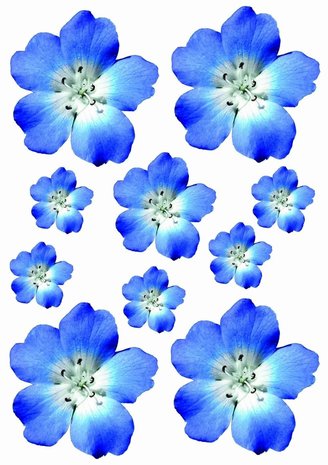 Terugroepen Net zo Theseus Fietsstickers bloemen blauw/paars - Fiets-stickers.nl