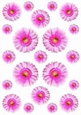 Fietsstickers Gerbera roze