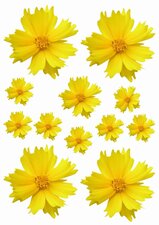Fietsstickers bloemen geel